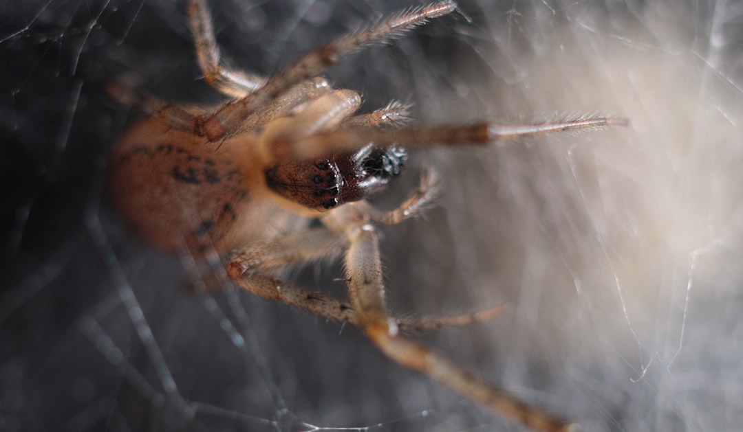 Should I Kill a Black Widow Spider? Exploring the Risks and Benefits